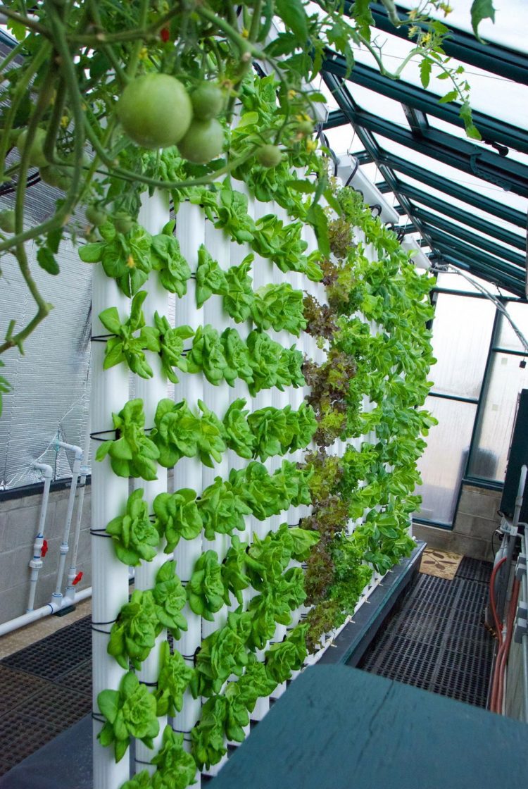 31+PVC Pipe Project Ideas For Garden