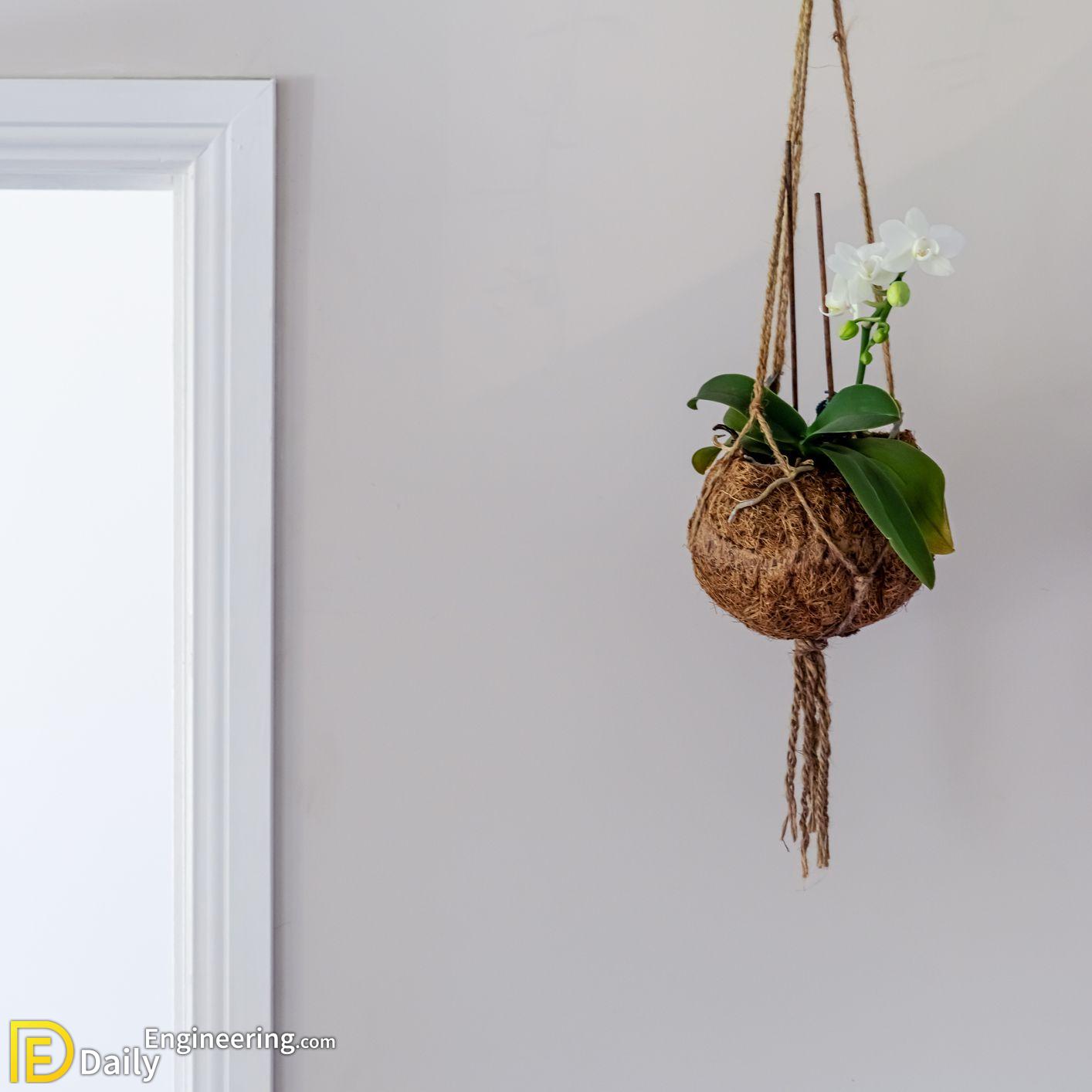 Top 10 Best Indoor Hanging Plants Daily Engineering 