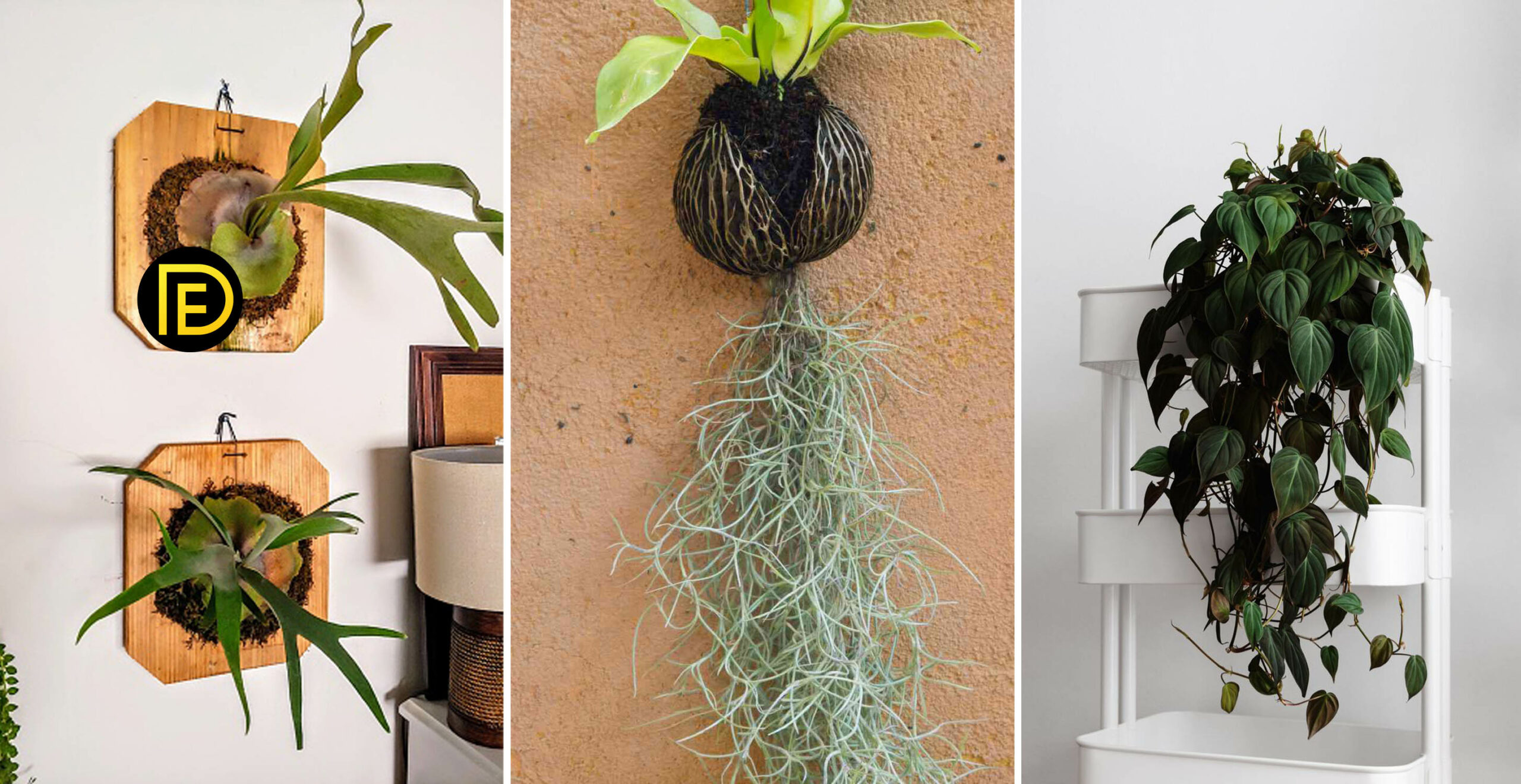 Best Hanging Plants For Living Room