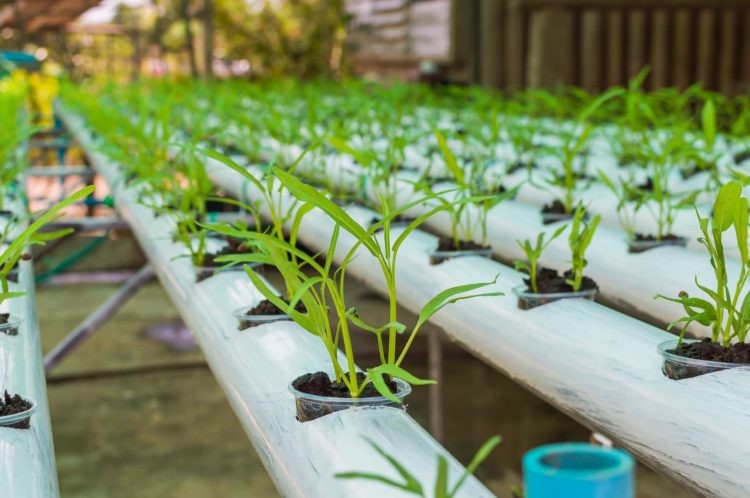 31+PVC Pipe Project Ideas For Garden